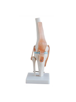 LIFE SIZE KNEE JOINT